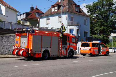 Umgefallene Kastanie in Stuttgart