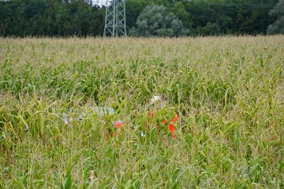 Weilheim-Teck/A8 - Pkw kommt von der Autobahn ab - zwei Schwerverletzte 