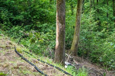 Unterheinriet: Heftiger Crash! Ford kracht gegen Baum - Fahrer verstirbt noch an der Unfallstelle