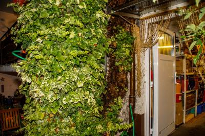 Boeblingen: Ueberhitztes Ofenrohr setzt Efeu am Haus in Brand