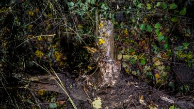 Weil der Stadt-Schafhausen: PKW nach Verkehrsunfall in Wald geschleudert.