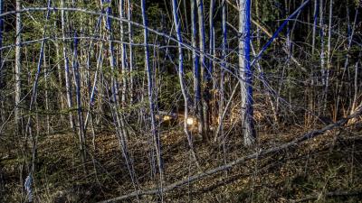 Boeblingen :Pkw schanzt in Wald