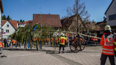 Weissach: Gute Stimmung beim stellen des Maibaums in Weissach