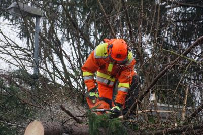 Schlierbach: Mehrere Baeume auf Strasse - Burglin richtet Schaeden an