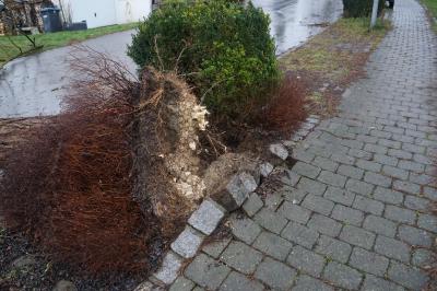 Schlierbach: Mehrere Baeume auf Strasse - Burglin richtet Schaeden an