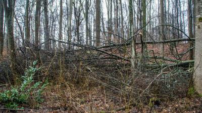 Sindelfingen: Entwurzelte Baeume 
