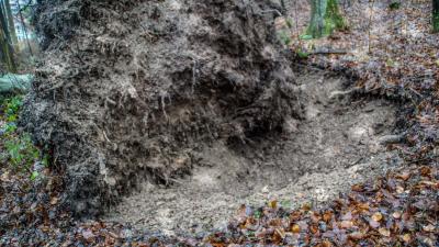 Sindelfingen: Entwurzelte Baeume 