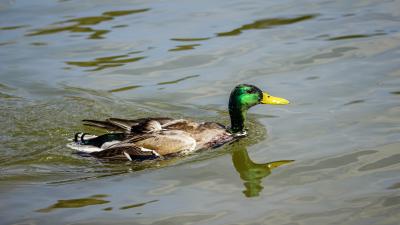 Sindelfingen: Erfolgreiche Tierrettung auf dem Klostersee - Feuerwehr rueckt mir Boot an.
