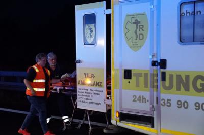 Neuhausen: Pkw faehrt auf Lkw auf, Pkwfahrer und Hund schwer verletzt