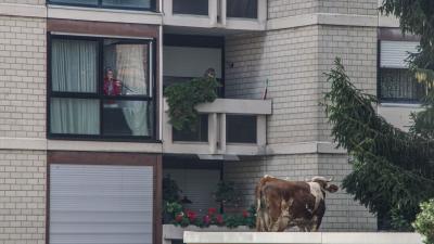 Sindelfingen: Ausgebuexte Kuh wieder zurueck auf dem Hof