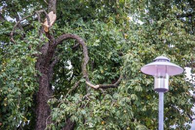 Notzingen: Aeste vom Baum stuerzten auf Strasse und Auto â€“ Feuerwehr entfernt weitere Aeste mit Drehleiter