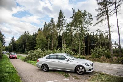 Plochingen: Baum stuerzt auf Strasse 