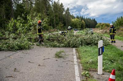 Plochingen: Baum stuerzt auf Strasse 