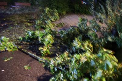 Koengen: Baum faellt gegen Wohngebaeude