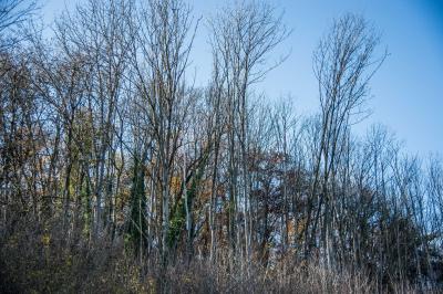 Plochingen: Baeume drohten umzustuerzen - B10 teilweise gesperrt