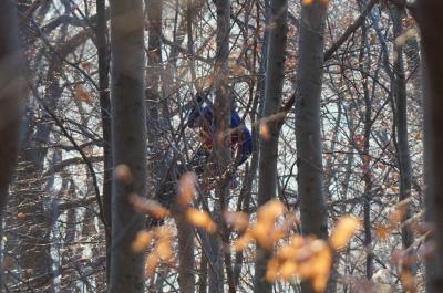 Erkenbrechtsweiler: Drachenflieger landet in 20 Meter Hoehe im Baum