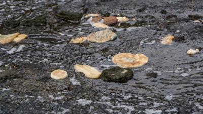 Grafenau: Unbekannte Taeter entsorgen Brot in der Schwippe bei Grafenau