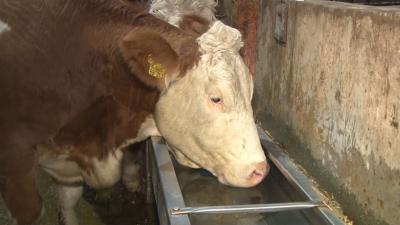 Roemerstein-Strohweiler: Seit 6 Uhr morgens haben die Kuehe wieder Wasser