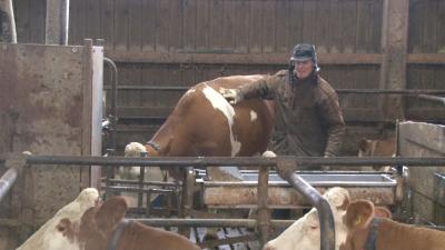 Roemerstein-Strohweiler: Seit 6 Uhr morgens haben die Kuehe wieder Wasser