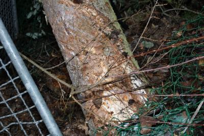 Keltern: Pkw gegen Baum auf der L339 - eine Person Verletzt