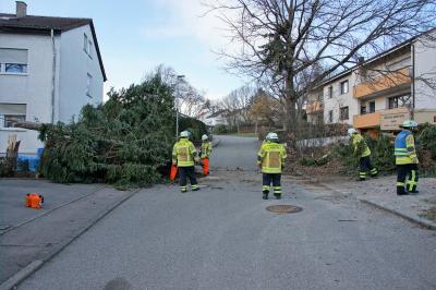 Aichtal: Sturm Bennet knickt 40-jaehrige Tanne um