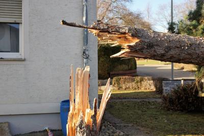 Aichtal: Sturm Bennet knickt 40-jaehrige Tanne um