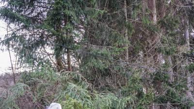 Leonberg: Sturm drueckt drei Tann auf eine Telefonleitung