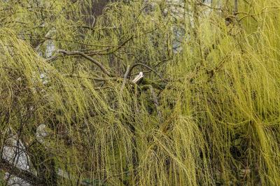 Kirchheim: Sturm sorgt fuer Feuerwehreinsatz - Aeste drohten auf Bushaltestelle und Gehweg zu fallen