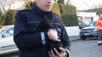 Sindelfingen: Feuerwehr rettet Hund aus brennendem Haus 