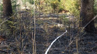 Gauefelden-Oeschelbronn: Flaechenbrand hinter dem Radstadion 