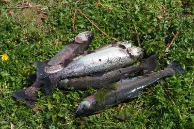 Berglen: Tote Fische in Teich festgestellt