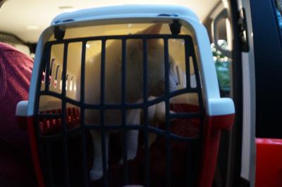 Stuttgart-Botnang: Feuerwehr rettet Katze aus 18 Meter hoehe vom Baum