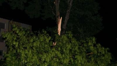 Sindelfingen: Blitzeinschlag spaltet groesseren Baum - Knall war weithin zu hoeren