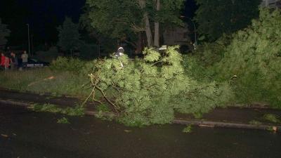 Sindelfingen: Blitzeinschlag spaltet groesseren Baum - Knall war weithin zu hoeren