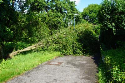 Kirchheim unter Teck: Entwurzelter Baum versperrt Radweg