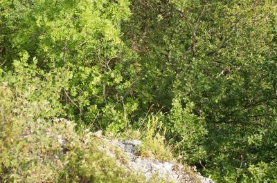 Erkenbrechtsweiler: Kletterunfall am Hohenneuffen