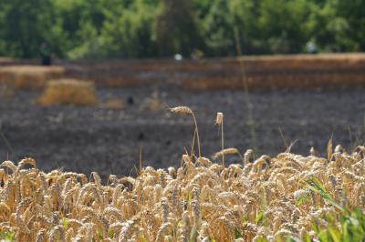 Dettingen Teck: Brand auf Feld breitet sich rasch aus - Feuerwehr im Grosseinsatz