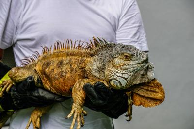 Urbach: Leguan Freddy auf Entdeckungstour â€“ Feuerwehr holt ihn vom Baum