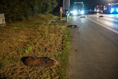 Kirchheim/ A8: Wildschweinrotte geraet auf die Autobahn