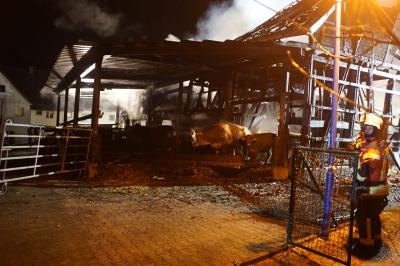 Donzdorf: Brand eines Kuhstalls - Feuerwehr rettet nach 4 Stunden 13 Kuehe aus Stallung