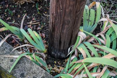 Esslingen-Berkheim: Sturm laesst Strommast auf Gebaeude fallen