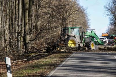 Sindelfingen-Maichingen: Baum musste nach Astbruch gefaellt werden.