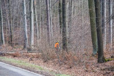 Sindelfingen-Maichingen: Baum musste nach Astbruch gefaellt werden.