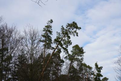 Aichwald: Baum droht auf Strasse zu stuerzen