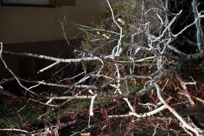 Esslingen-Zell: Baum landet auf Strasse und Gebaeude