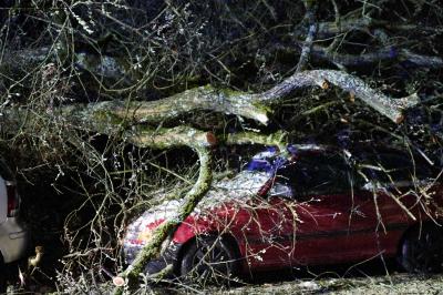 Aichwald-Aichschiess: Baum faellt auf Pkws