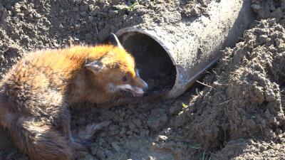 Altenriet: Hund und Fuchs in Abwasserrohr gefangen - nach ueber 5 Stunden befreit - Hund jagt wieder Fuchs hinterher - THW und Feuerwehr im Einsatz