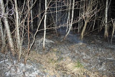 Altdorf: Unterholz brennt im Wald