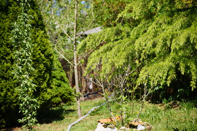 Kimmichsweiler: Glutrest greift auf Hecke ueber