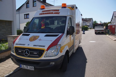 Koengen: Waschbaer steckt in Regenrohr fest- Feuerwehr befreit Tier